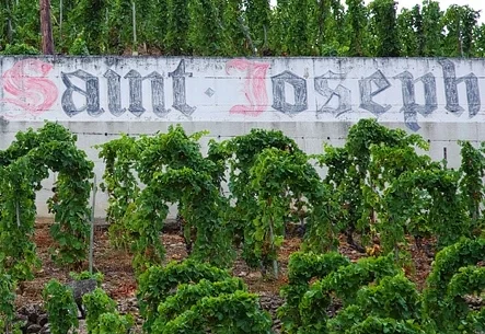 Rhône School: St-Joseph
