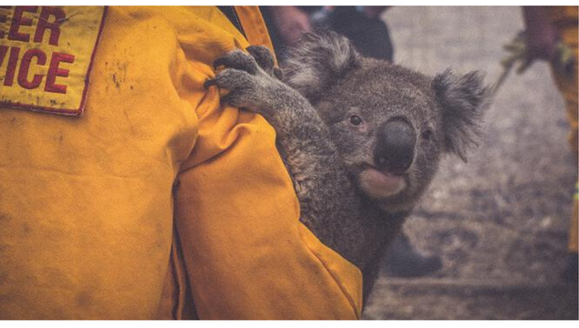 Drink for a Good Cause: Australian Wildfires