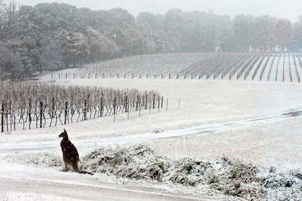 Australian Wine Down Unda the Radar: Cool-Climate Shiraz