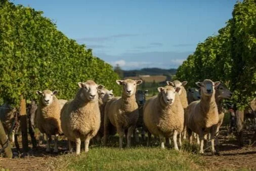 Celebrating Sauvignon Blanc Day Across New Zealand