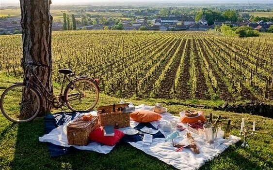Our Summer Burgundy Newsletter