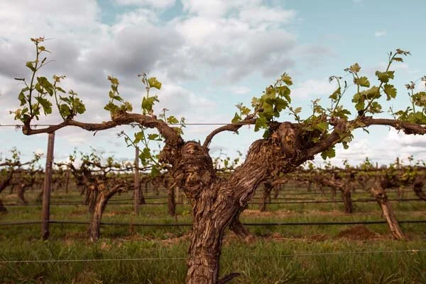 Tahbilk vines