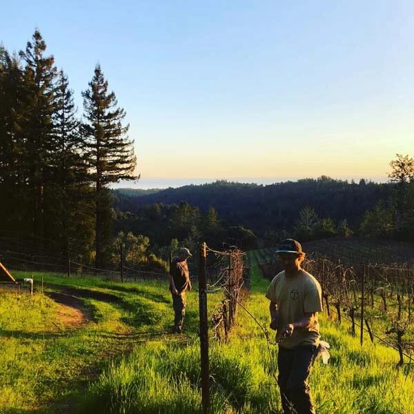 Keegan Mayo at Lilo Vineyard.jpg