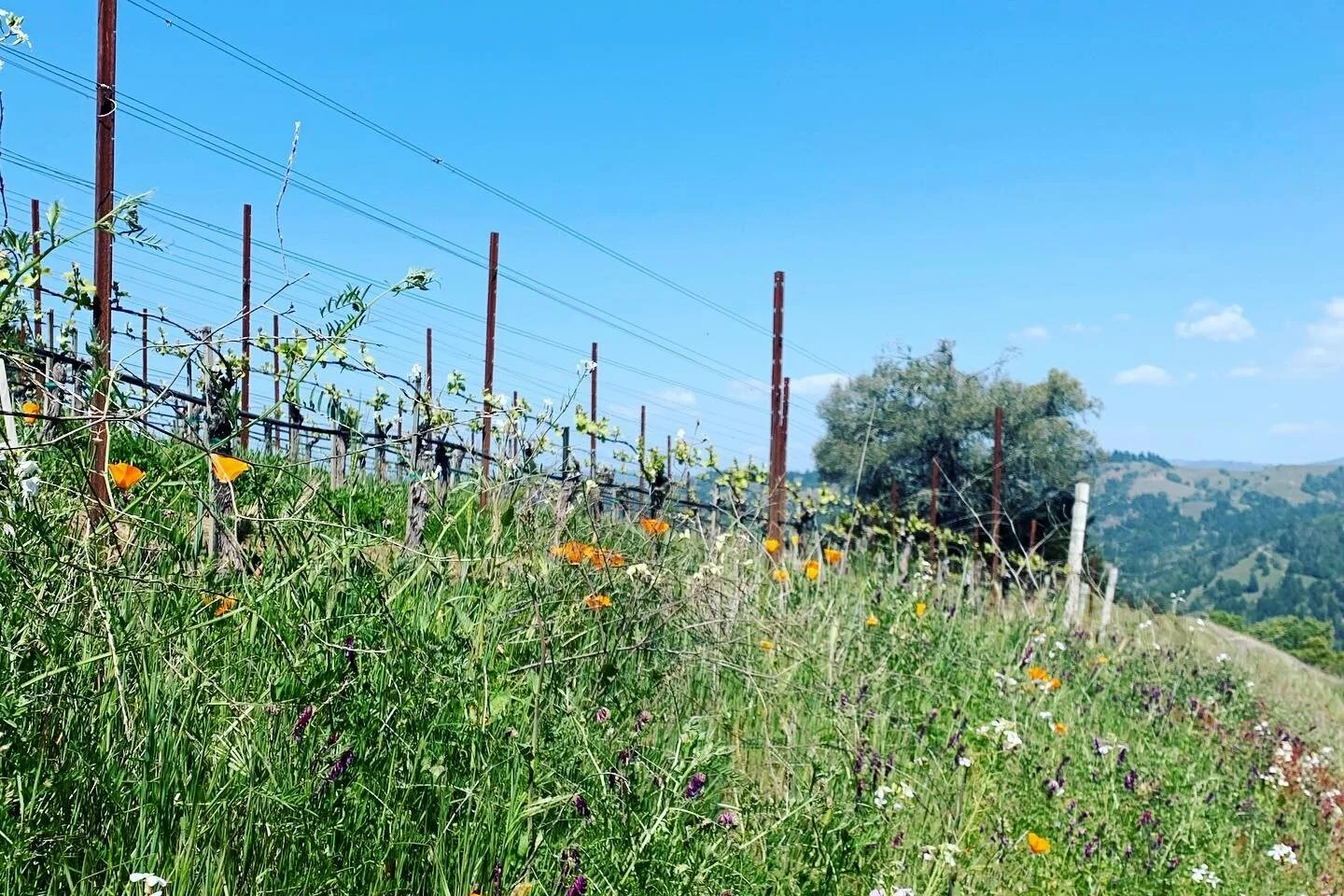 Ryan's Wine of the Week: Hirsch Vineyards San Andreas Fault Pinot 
