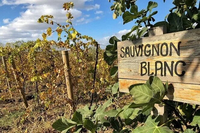 Celebrating Sauvignon Blanc Day