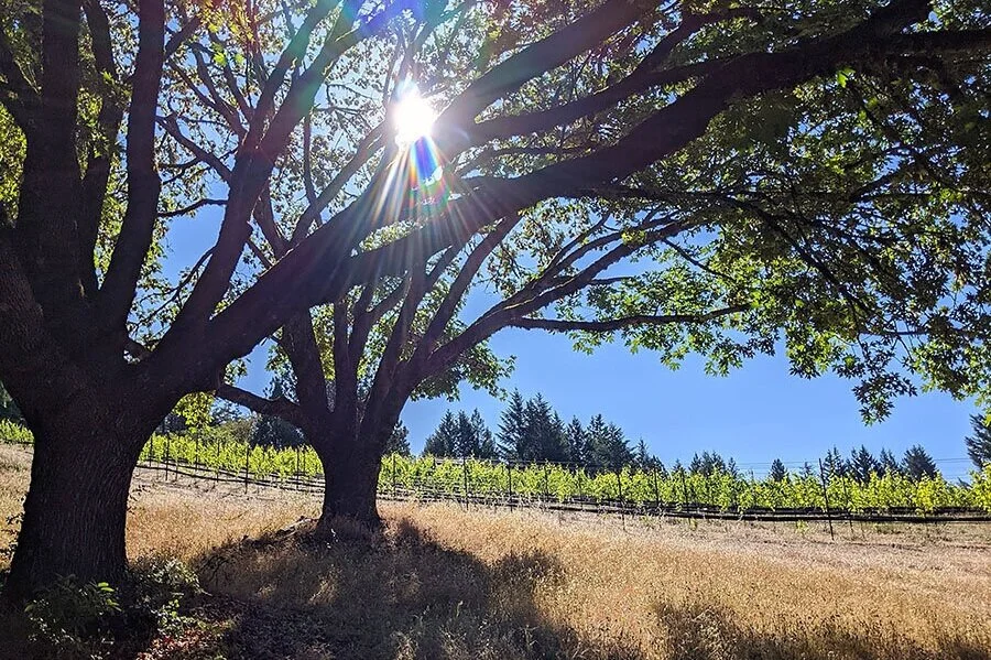 XXL West Coast Wines