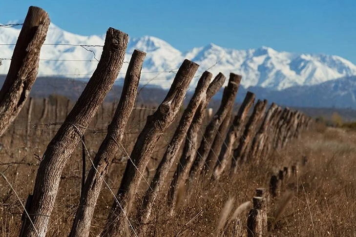 Value, Complexity, Terroir: Argentina and Chile Shine
