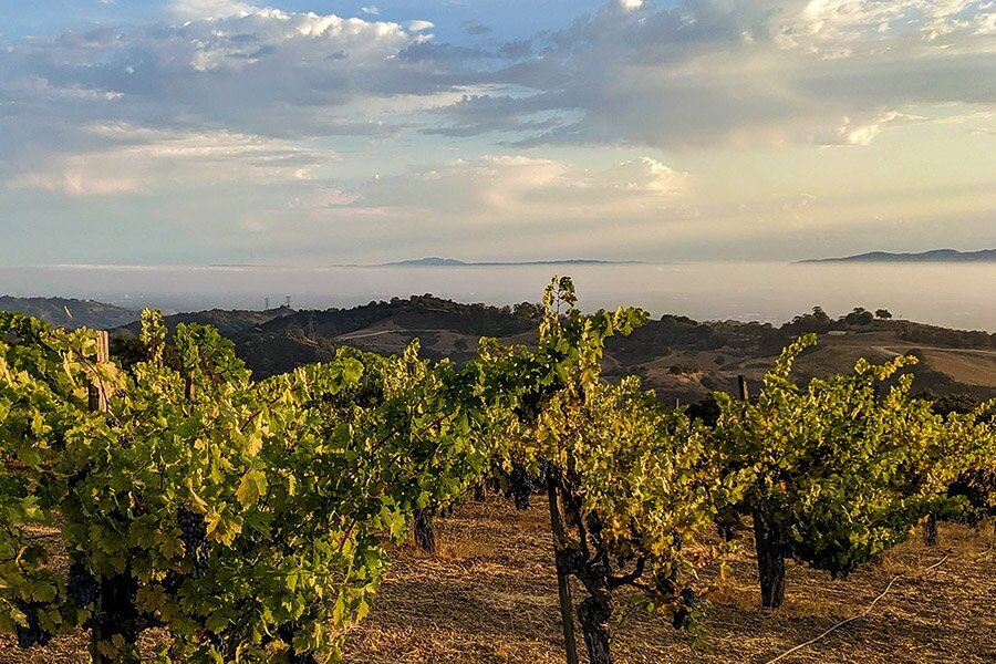 From Amador to Zinfandel: A Mammoth Domestic Wine Newsletter