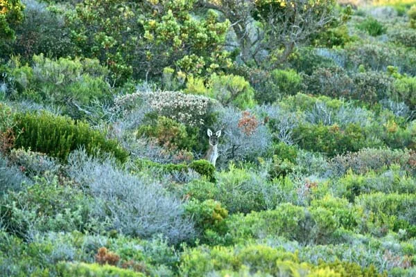 You never know what you might find in Margaret River wine county in Western Australia.