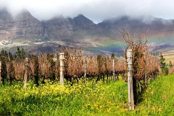 South African vines.