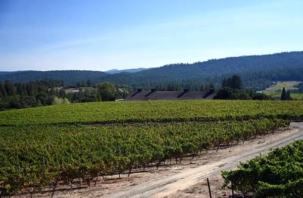 Roederer Estate’s roofline gently rising from the hillside above.