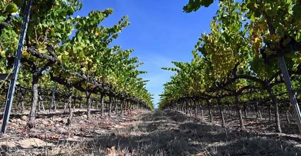Just-harvested vines soaking in sun as Autumn approaches.