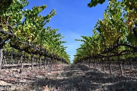 An Anderson Valley Pioneer Nears 40: Roederer Estate