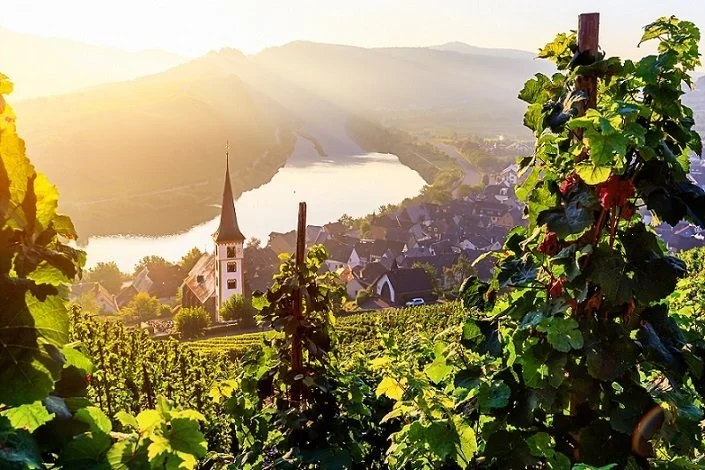 Dazzling Aromatic Whites from Germany, Austria, and Alsace