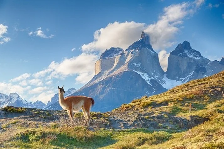 South America's Greatest Collectibles, Cult Producers, and Values
