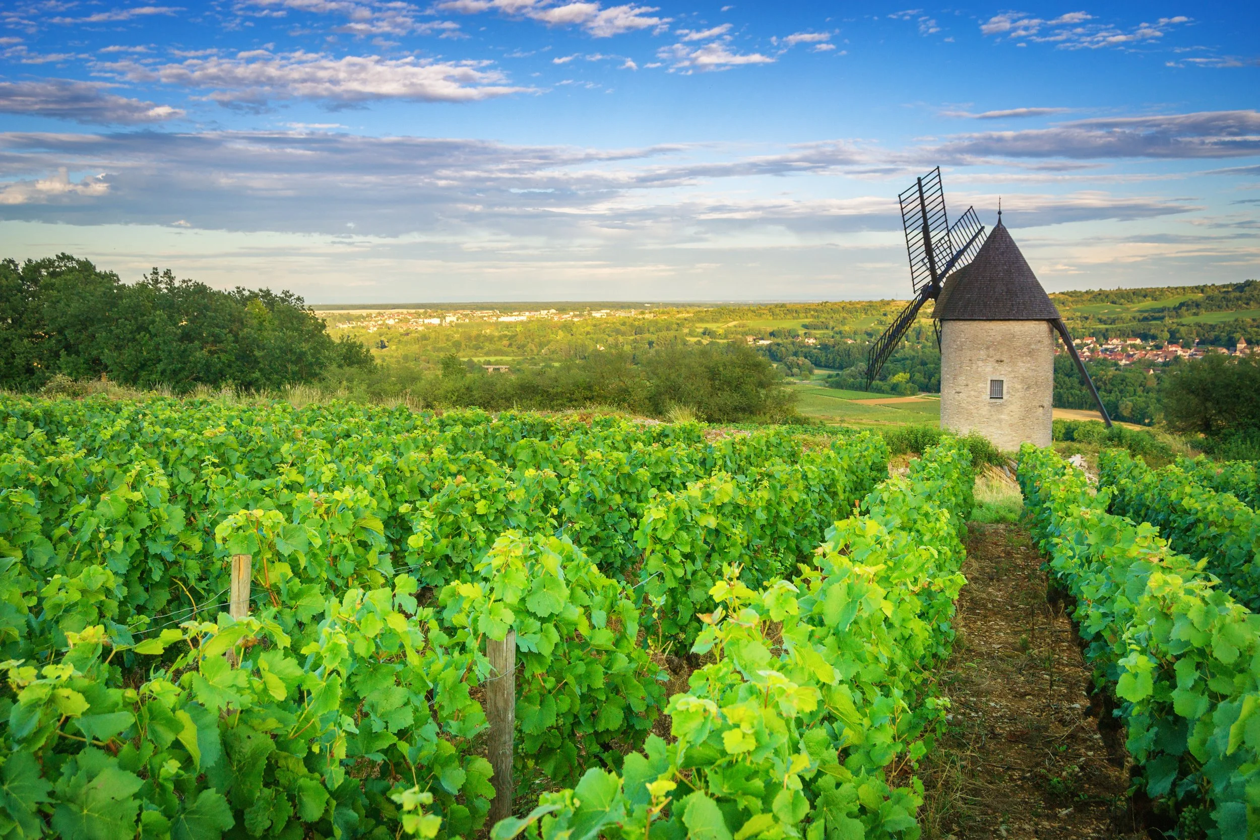 An In-Depth Dive Into Burgundy's Best Buys