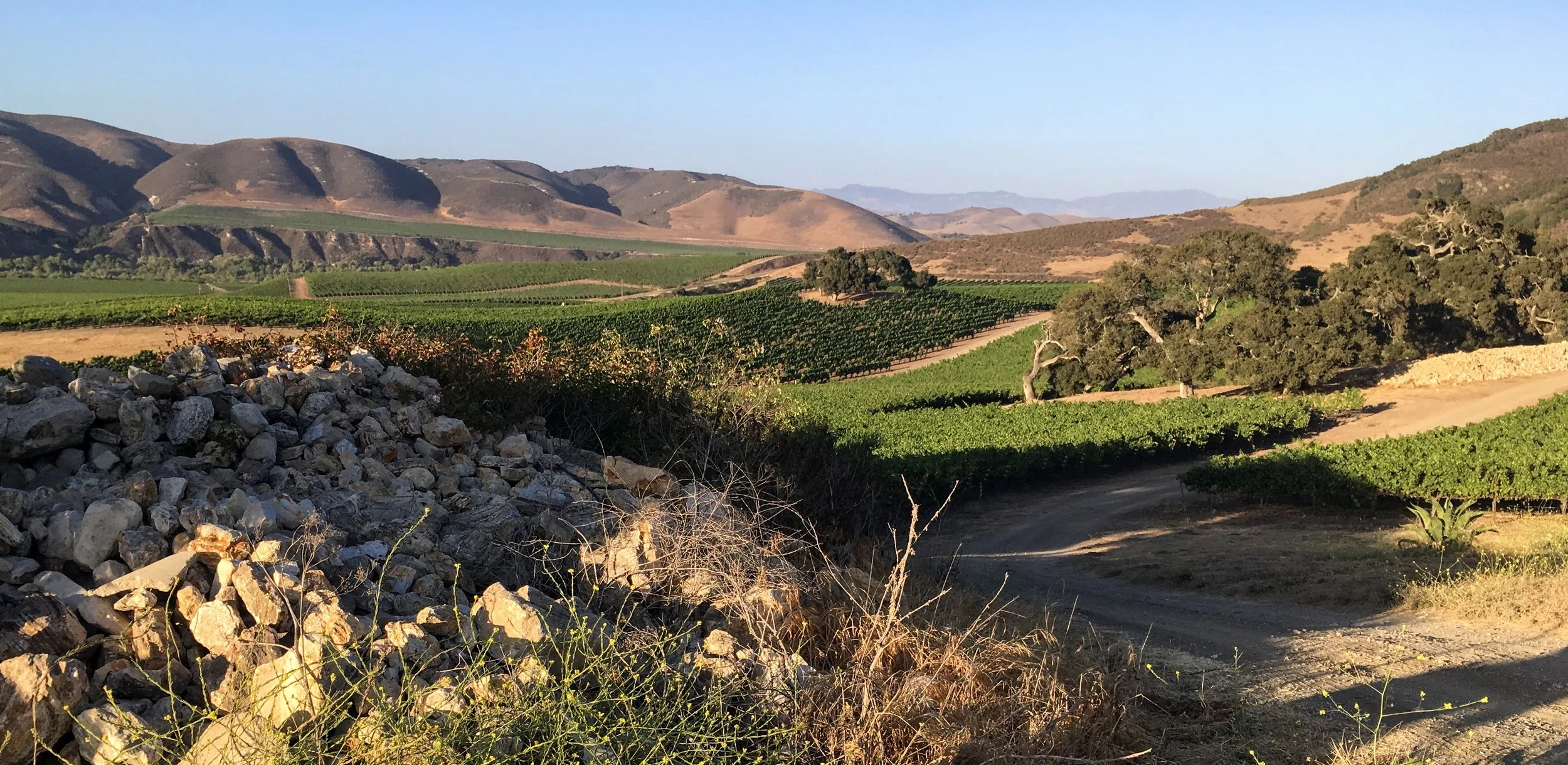 Domestic Wine News: Sta. Rita Hills' Finest, An Oregon Rising Star, &amp; Top Values