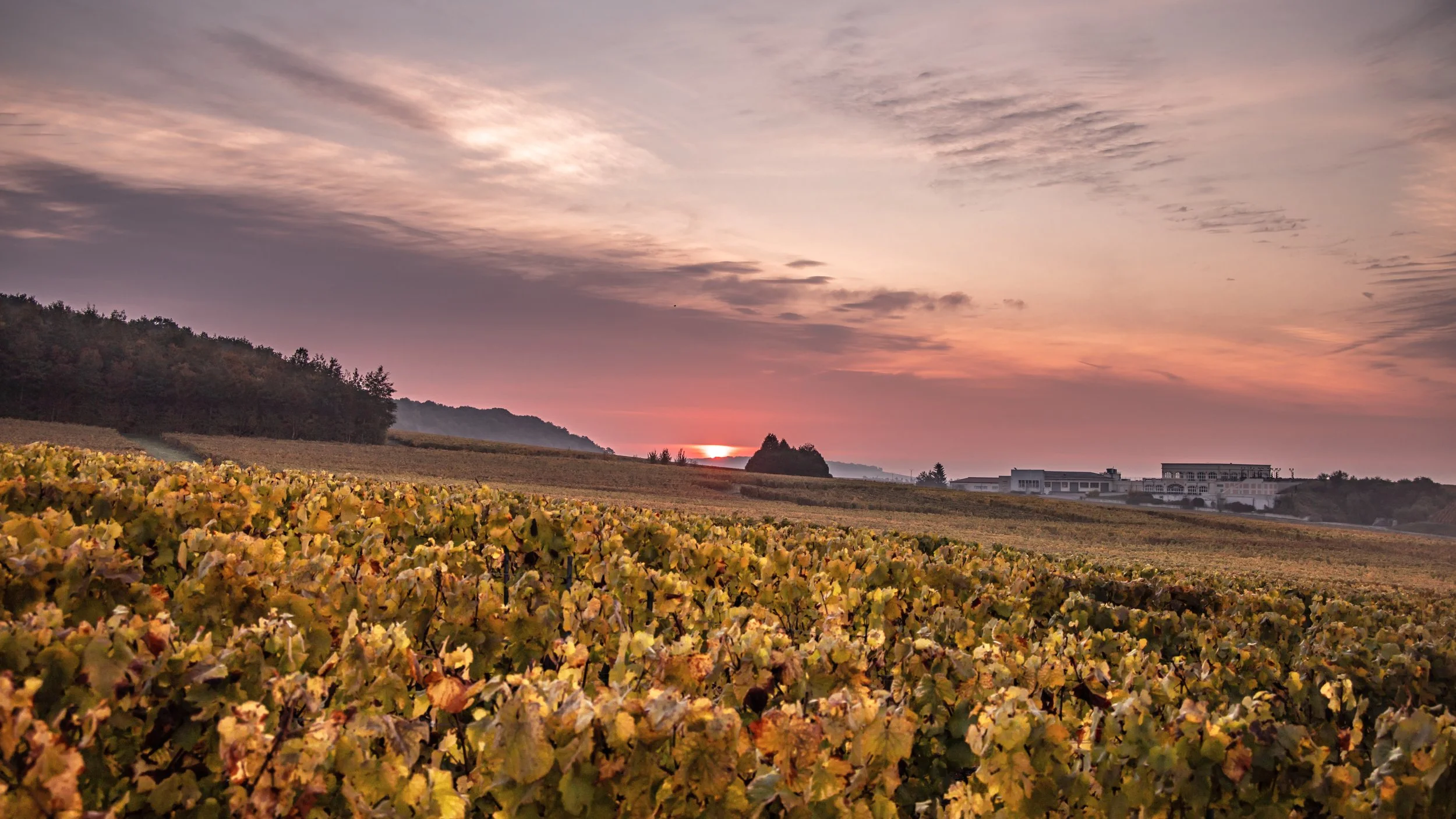 Our Top Buys in Grower Champagne