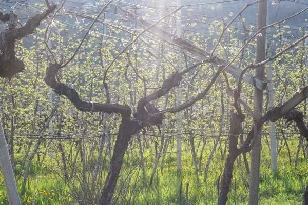Spotlight on Italy: Tuscan Standouts, Top Buys in Piedmont, &amp; Much More  
