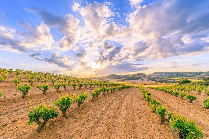 Spanish Newsletter: Rediscover This Dynamic Wine Region