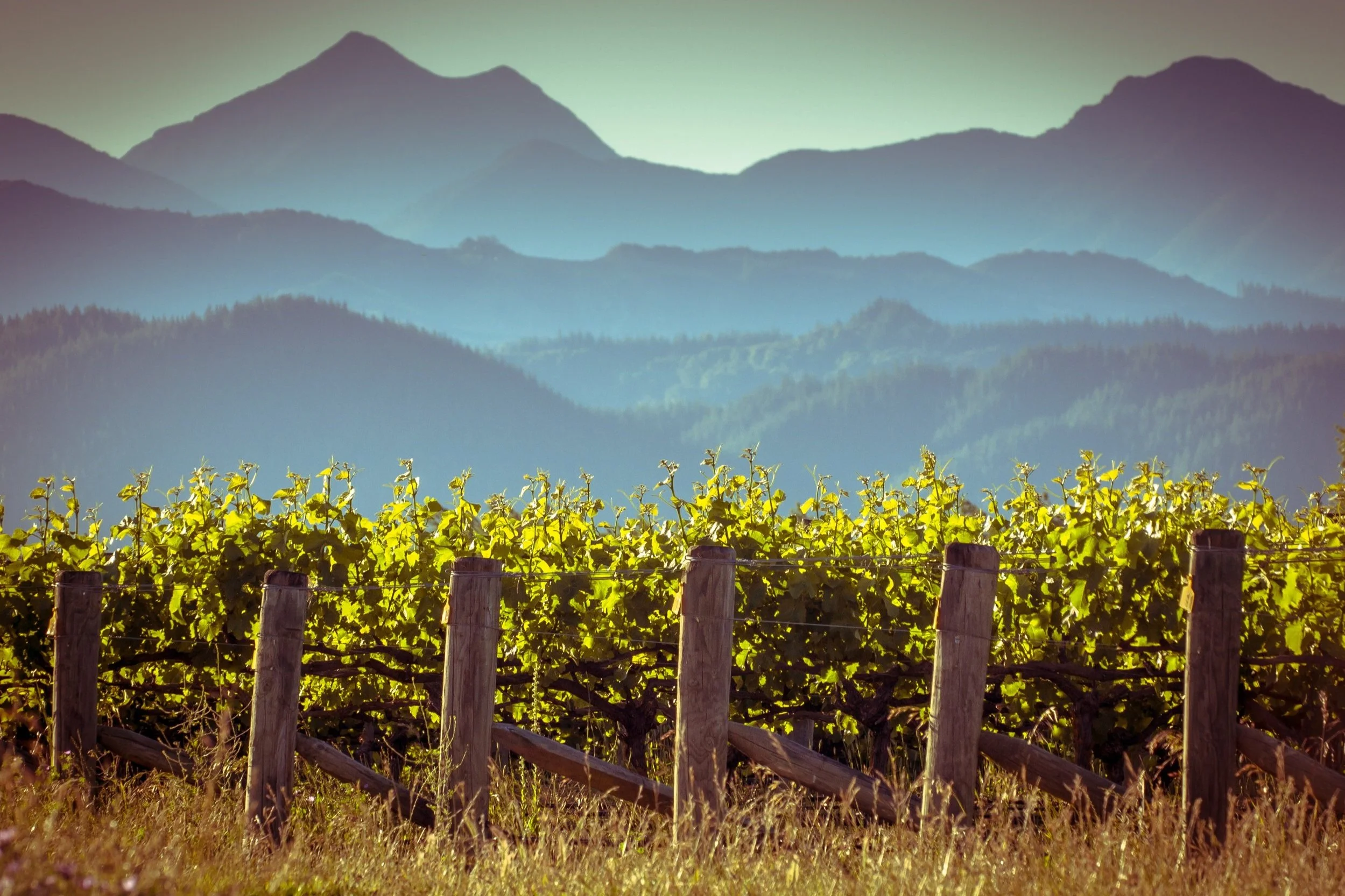 New Stars and Epic Favorites from Australia, New Zealand, South Africa
