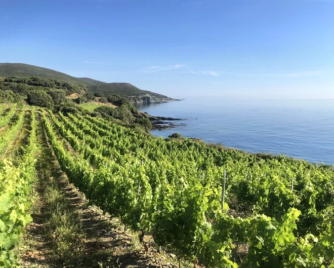 Ile&nbsp;de Beauté: Wines of Corsica&nbsp;