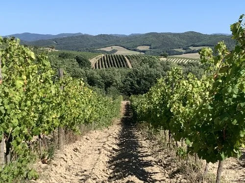Limoux's Domaine Bégude Blazes Their Own (Organic) Trail
