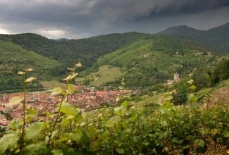 The Majestic Wines of Domaine Weinbach