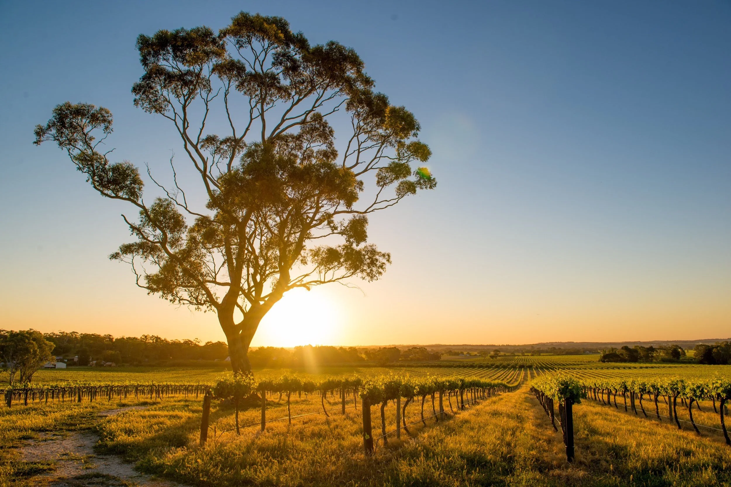 Beyond Yellow Tail: The New Australian Wine