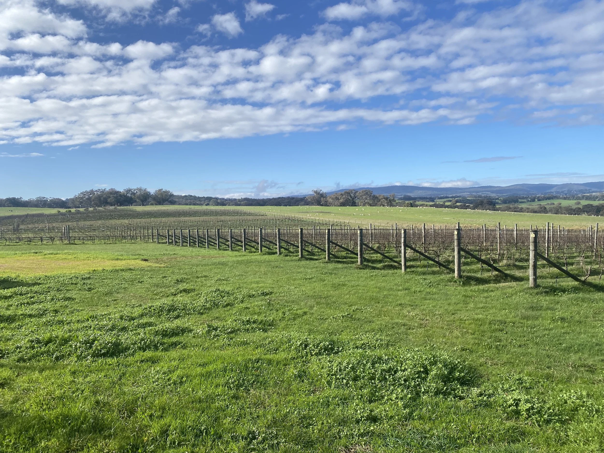 Beechworth Is the Best Wine Region You’ve Never Heard Of