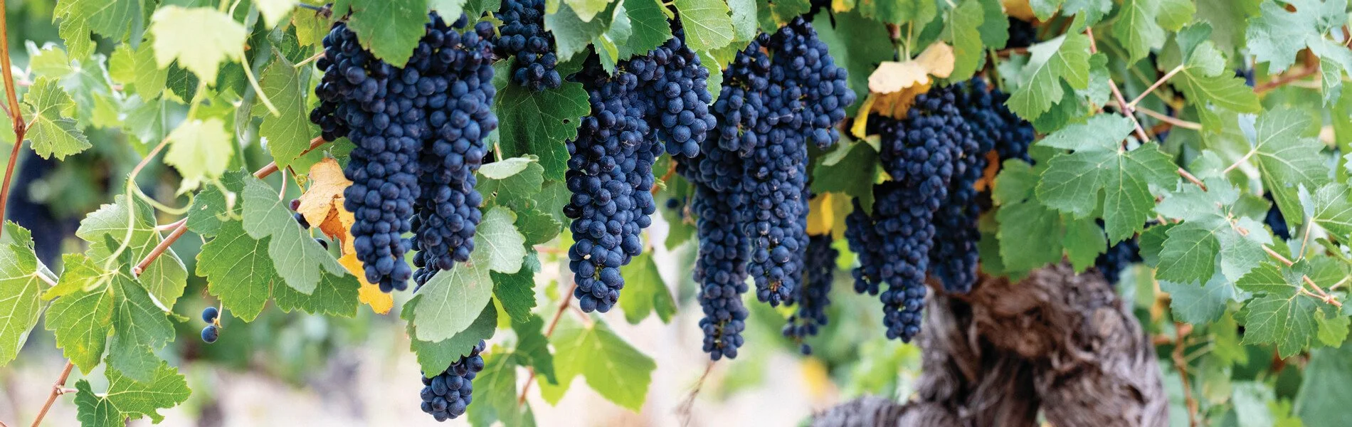 Australian Shiraz Redefined
