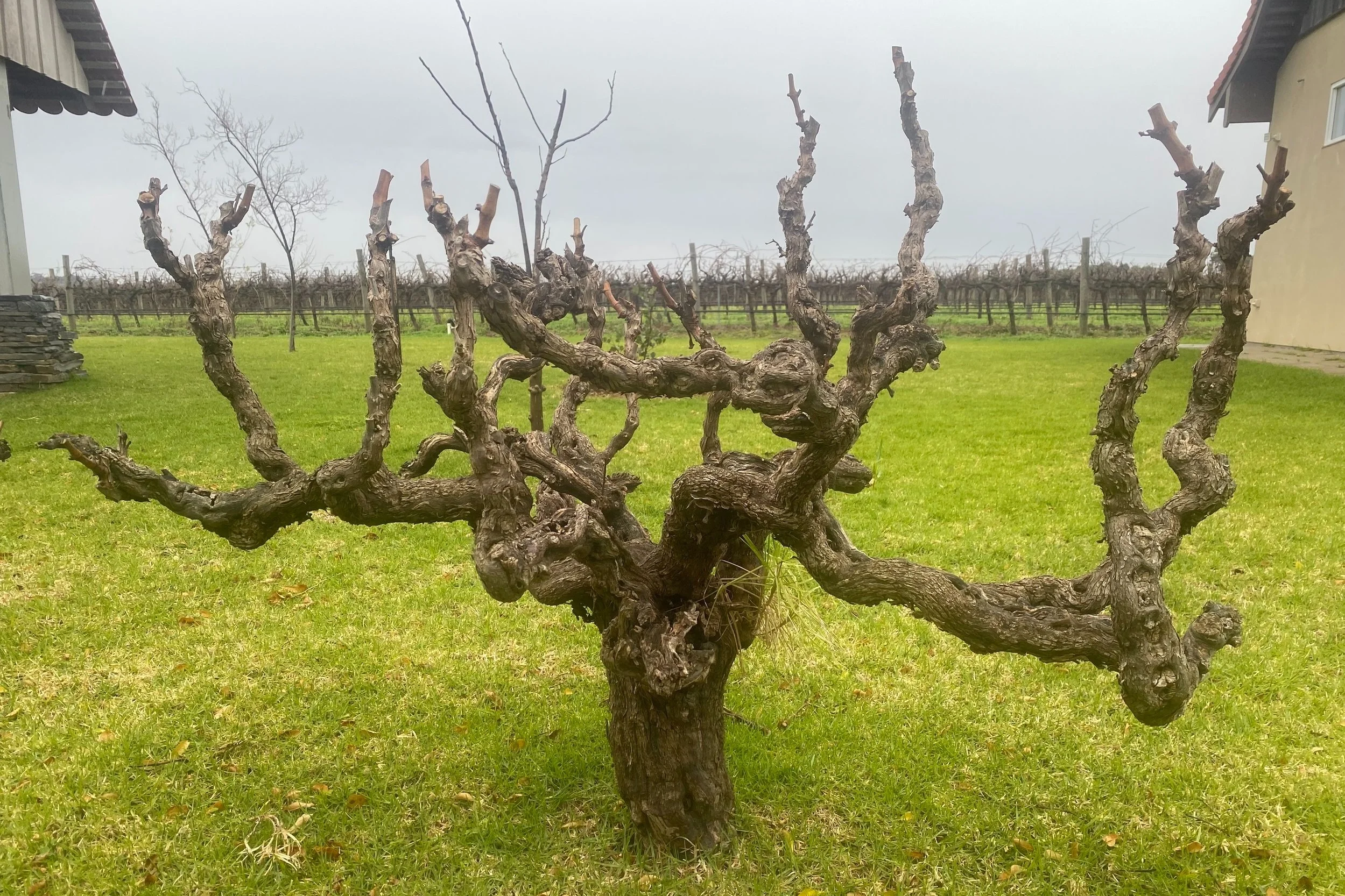 Barossa: The Beating Heart of Australian Wine