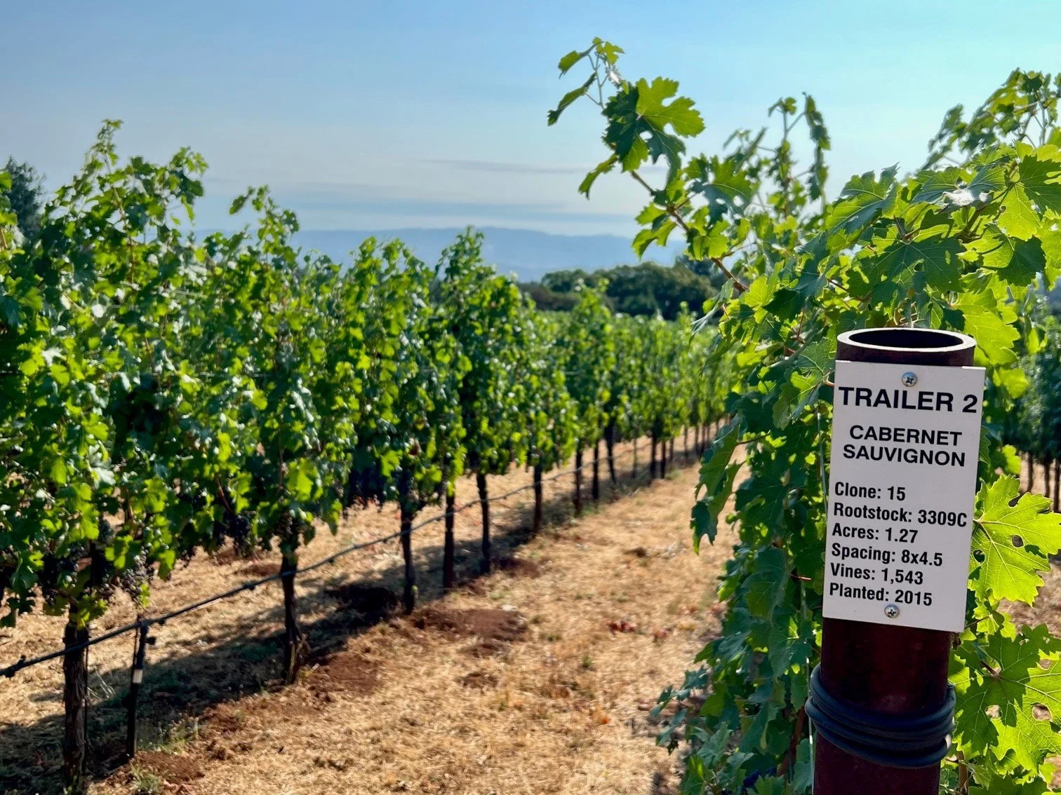 The 2021 Vintage: Brilliance in Napa and Sonoma