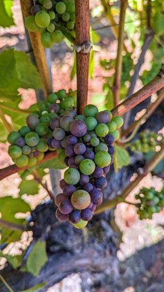 Trout Gulch PN Mid-veraison.jpg