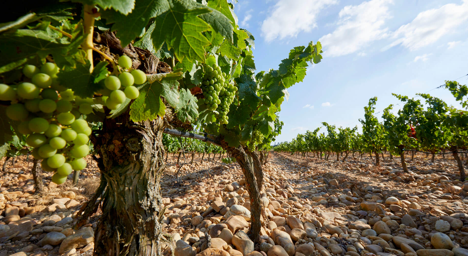 A Guide to Portuguese Wine Via&nbsp;Falua’s Vimioso