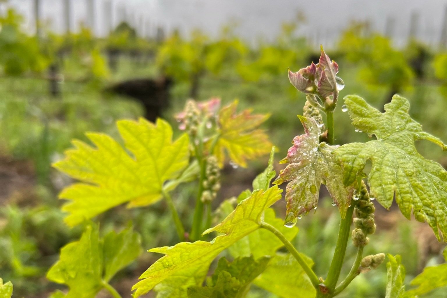 New Year, New Bordeaux Buying Guide