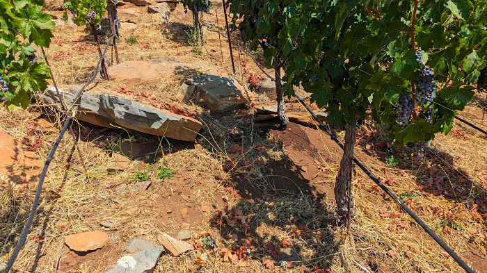 Turnbull Leopoldina_Napa_Valley_Cabernet_KLwines2.png