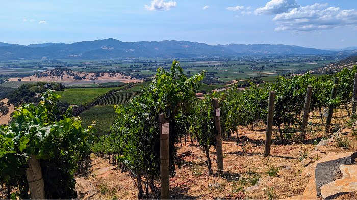A Renewed Excitement for Napa Valley Cabernet&nbsp;