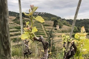 Return to Rhône: Our Best Collectibles, Values, and More