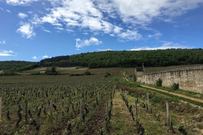 Read on the trail blog 'First Sips: 2022 Burgundy Vintage Report'