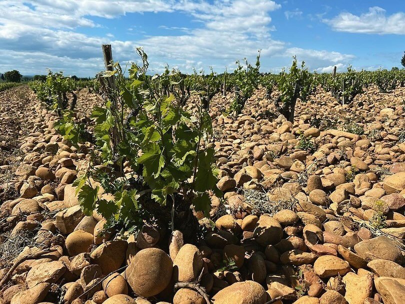 Rh&ocirc;ne Buyer Keith Mabry spent his day in Ch&acirc;teauneuf-du-Pape, starting at Domaine des Senechaux. He tasted new vintages plus the 2012&ndash;&ldquo;Drinking spot on,&rdquo; he reports. &ldquo;Then on to Chante Cigale to meet with Alexandre