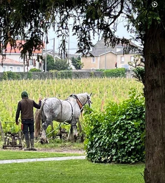 At Les Carmes Haut Brion.jpg