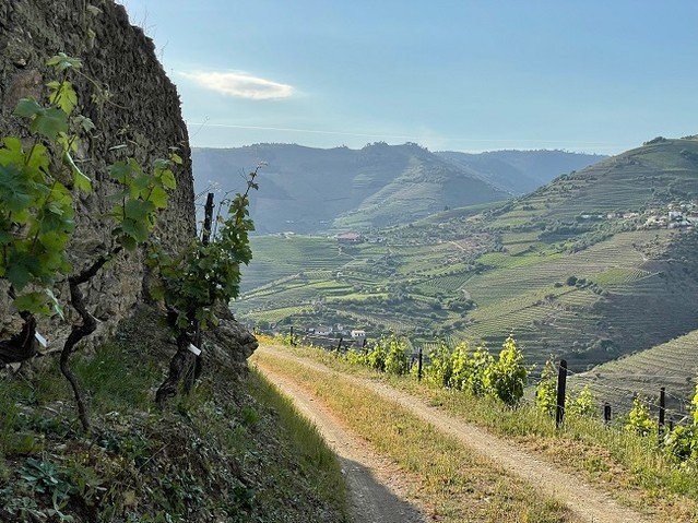 The Douro Valley may be known for Port, but in the last generation it's the dry reds that have been hogging the spotlight... and with good reason! They are powerful, structured wines from unique local grapes that are flat-out delicious. Portuguese Wi