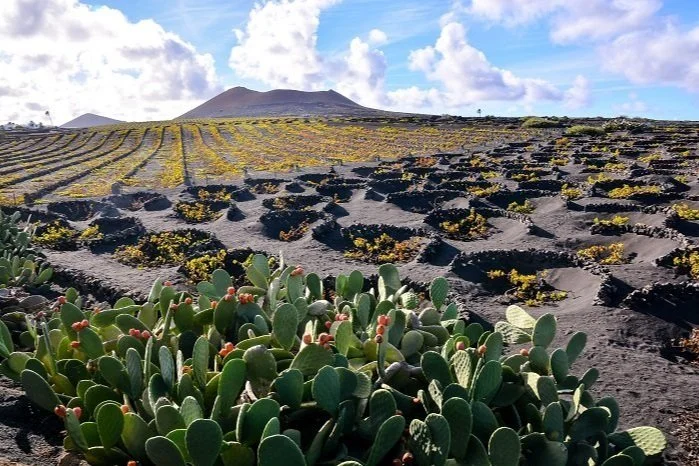 Beautiful Atlantic Islands Produce the Ultimate Volcanic Wines