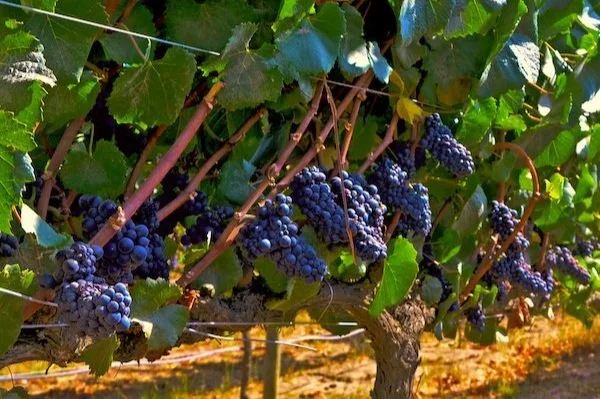Chilean Winemakers Breathes New Life into Carménère