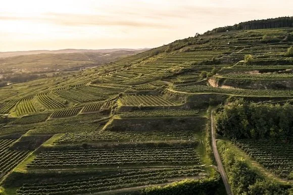 Riesling Lovers, Look to Austria