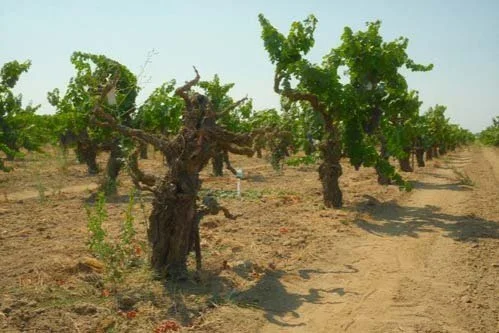 Preserving California’s Old Vine Heritage One Glass at a Time