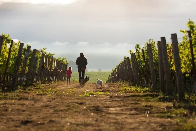 Oregon’s Brilliant 2022 Vintage: The Harvest That Almost Wasn’t!