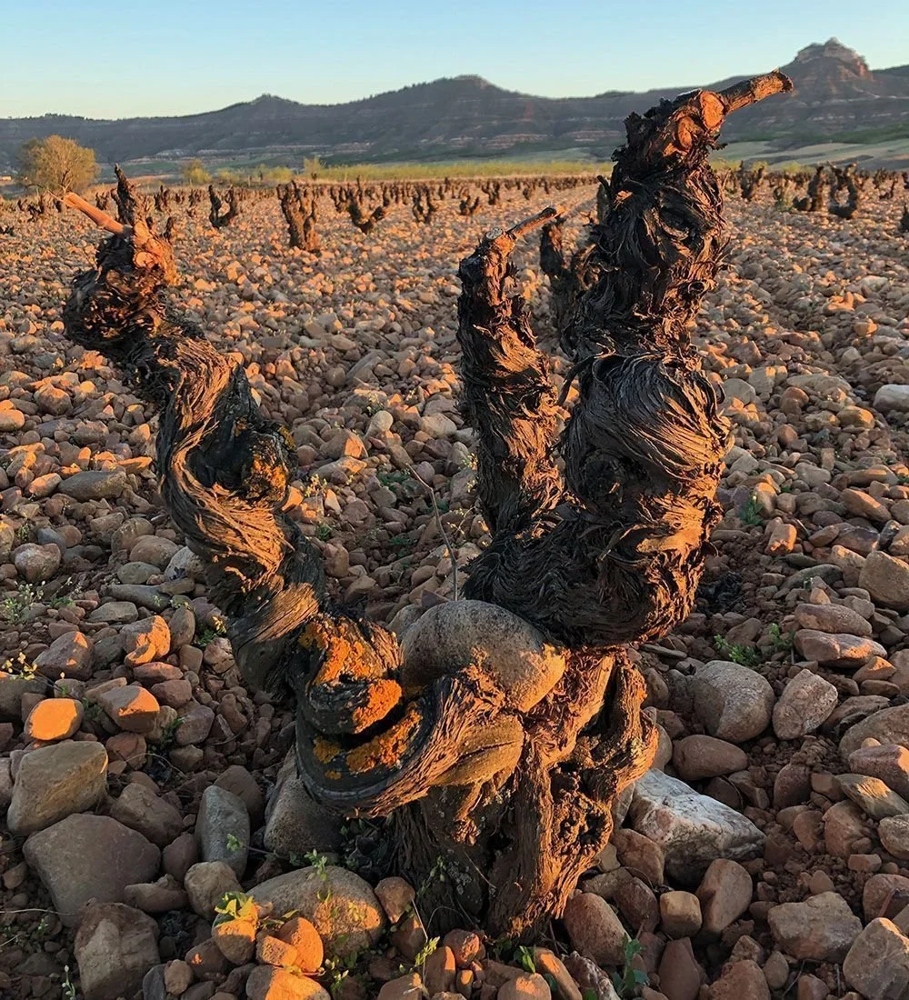 Spanish Syrah for the Hard-to-Shop-For