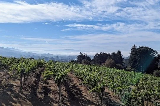 A Few of Our Favorite Things from the Domestic Wine Aisle